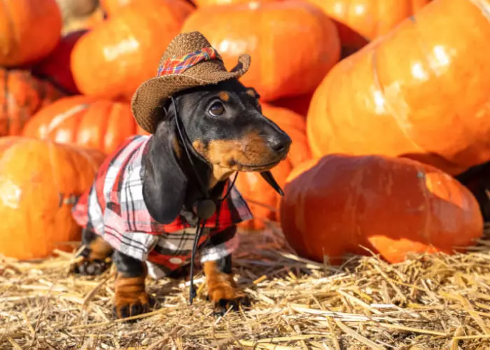 Pumpkin Patch Pup