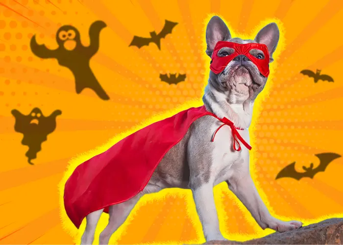 2. Superhero Sidekick for dog