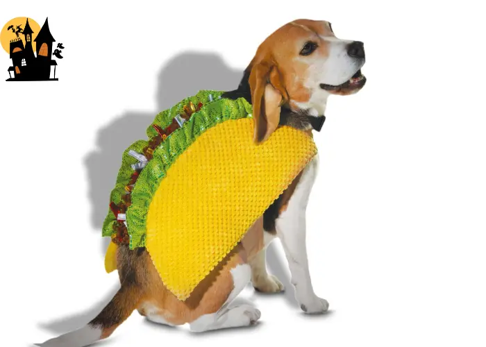 Taco 'Bout Cute