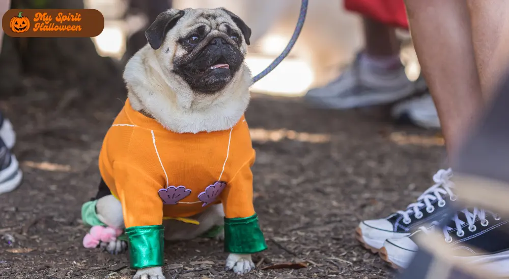 Howl-O-Ween Dog Costume Contest